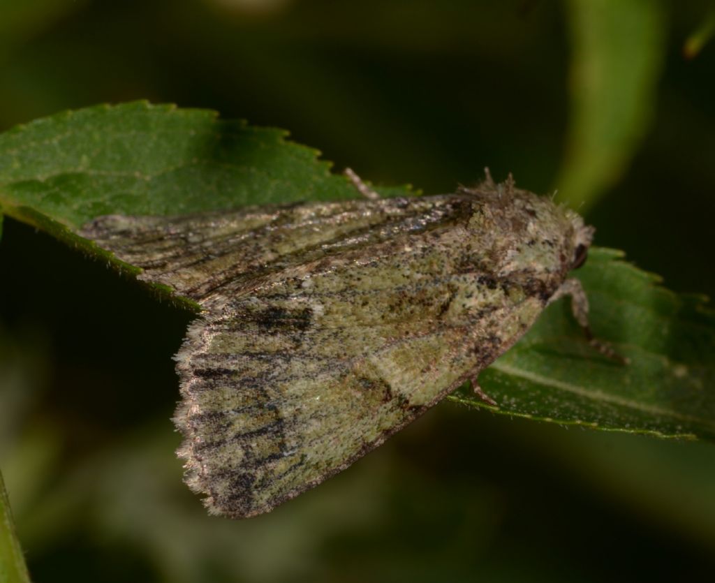 forse Noctuidae, Polyphaenis sericata?  S !